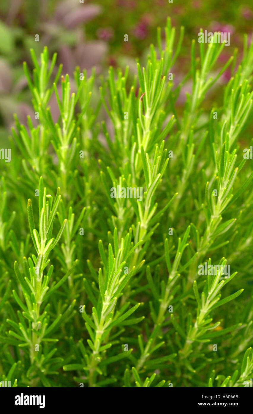 A ROSEMARY PLANT UK Stock Photo Alamy