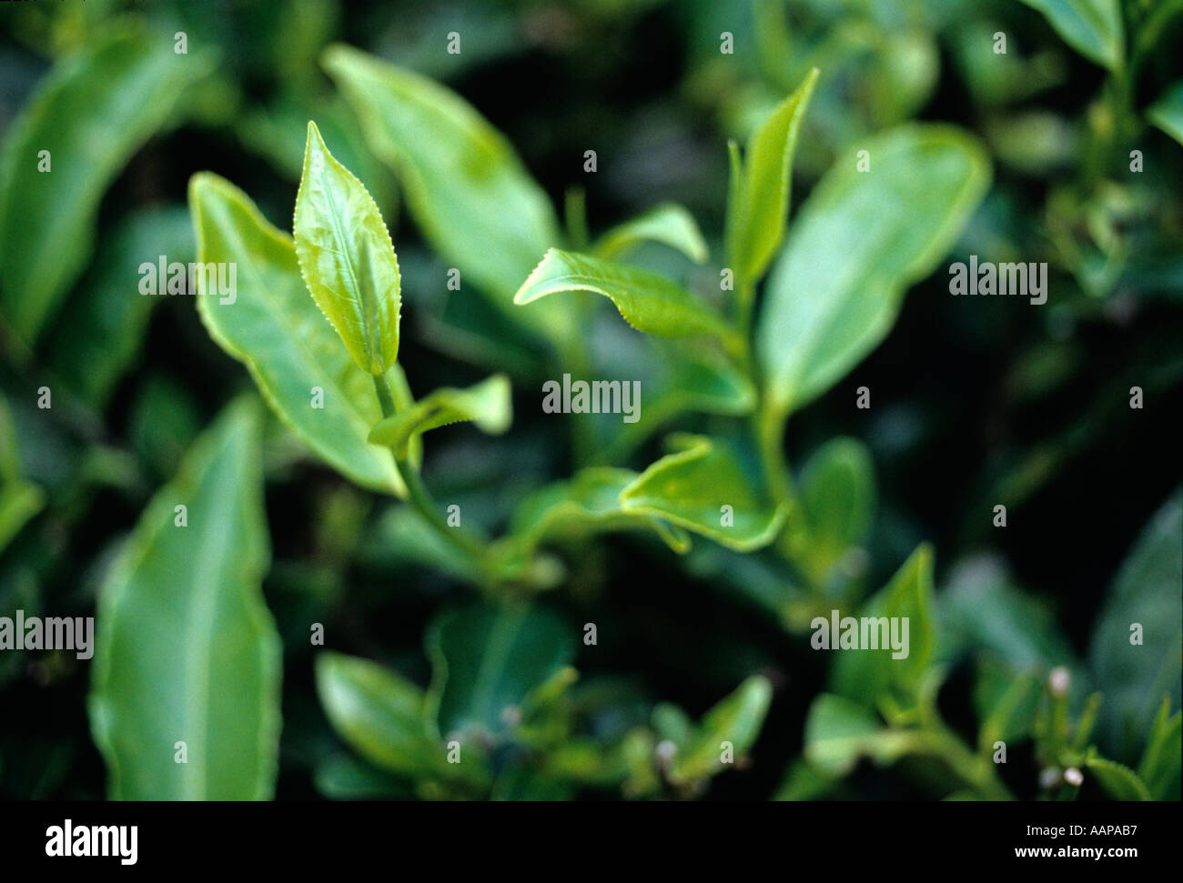 Tea leaves on a bush at the Pedro estate in Sri Lanka Stock Photo