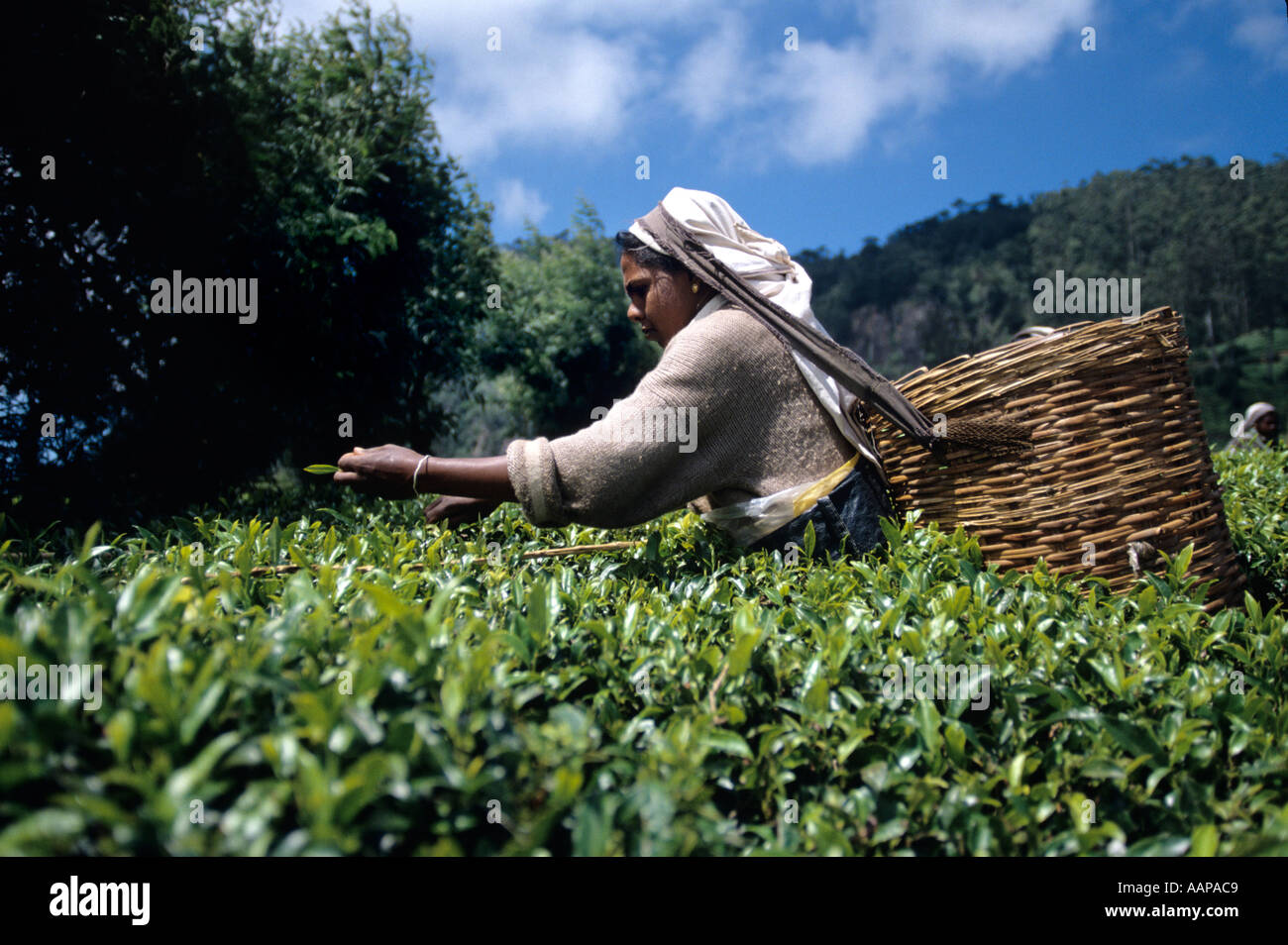 Tamil woman picking tea at the Pedro Estate in Sri Lanka Stock Photo