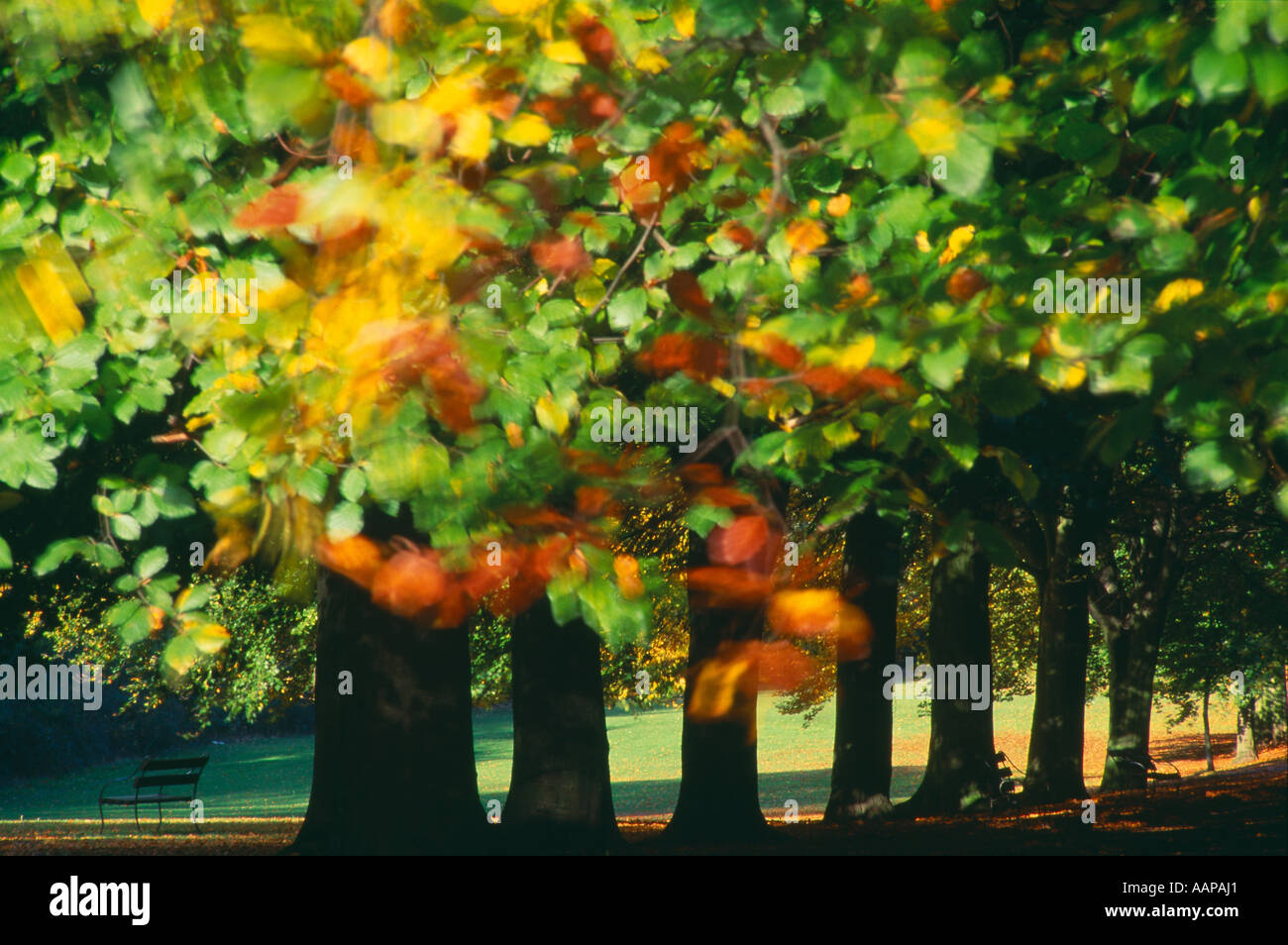 Blurred leaves blowing in wind hi-res stock photography and images - Alamy