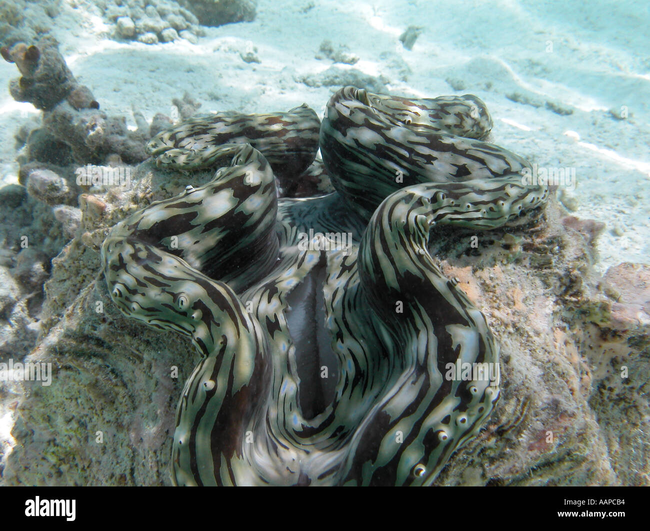 Giant clam underwater Stock Photo Alamy