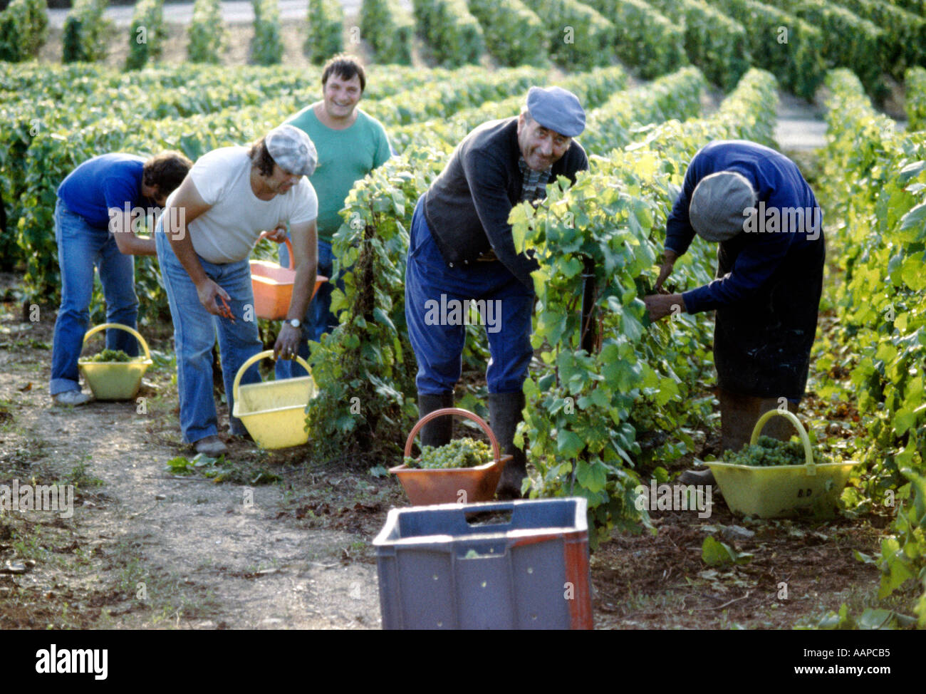 Wine industry harvesting France Stock Photo - Alamy