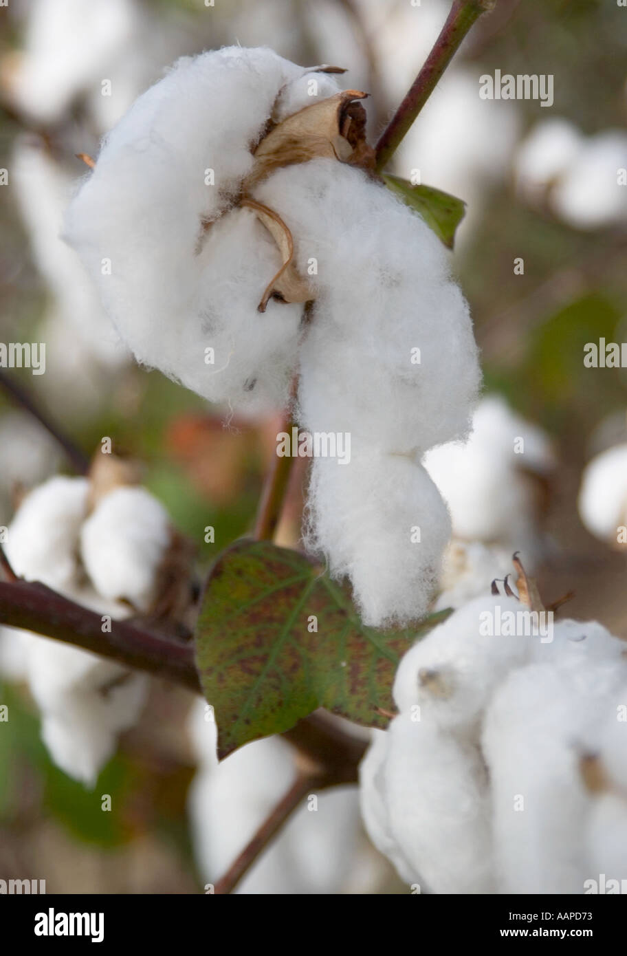 Cotton plant growing in field on South Carolina farm USA Stock Photo