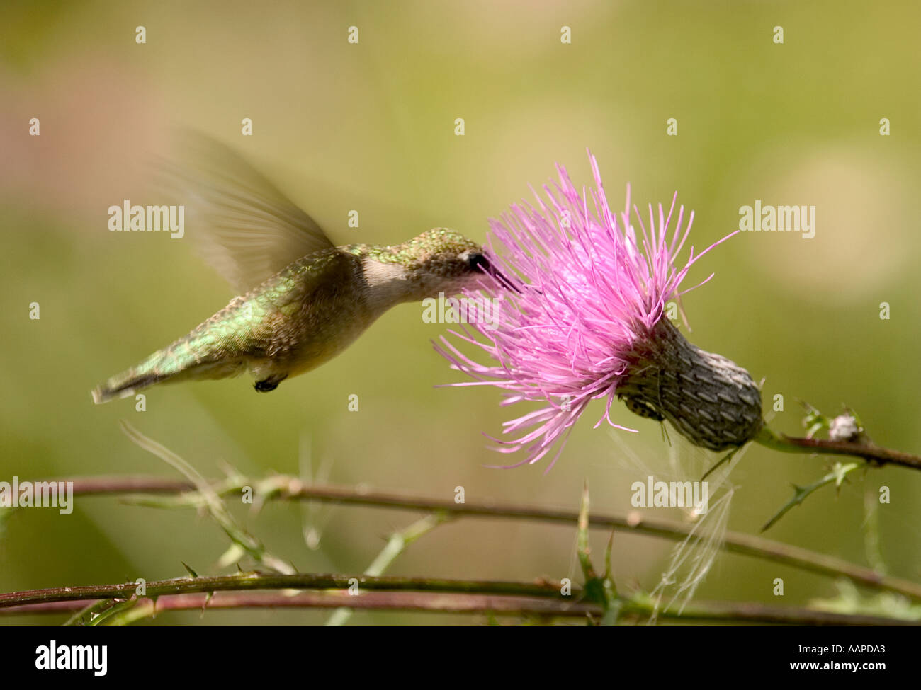 Ruby throat Hummingbird feeding on thistle flower Southern Ontario