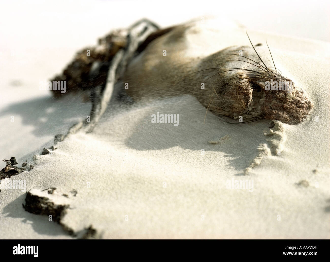 Dead seal lying on beach. Stock Photo