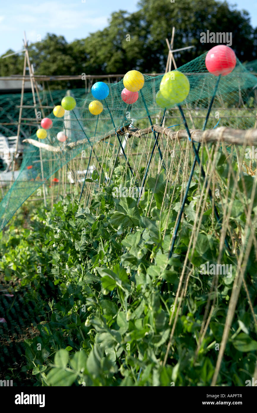 Sweet peas growing up canes in the allotment Stock Photo Alamy