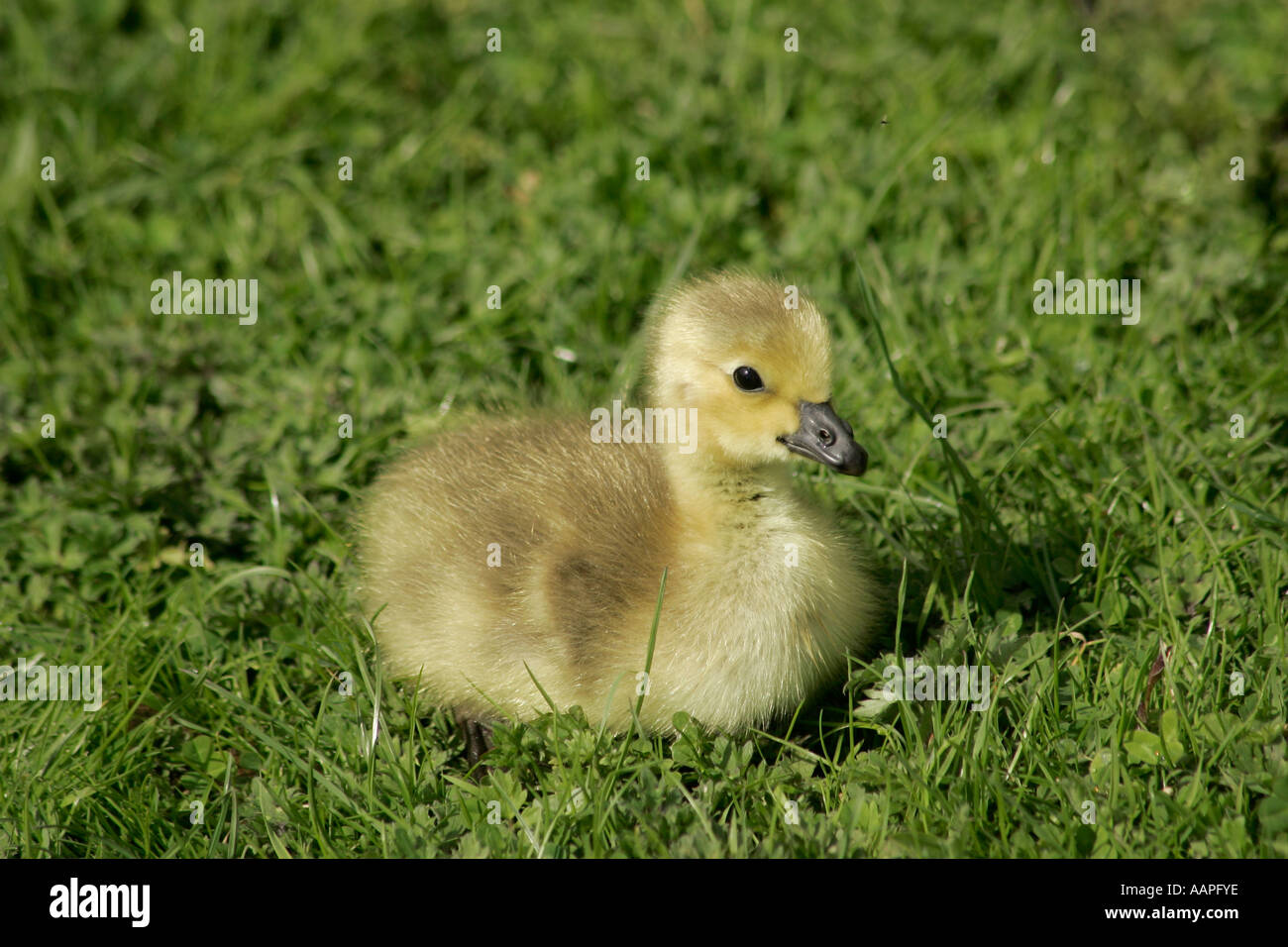 A single young Canada Goose gosling (Branta canadensis) sitting down on grass Stock Photo