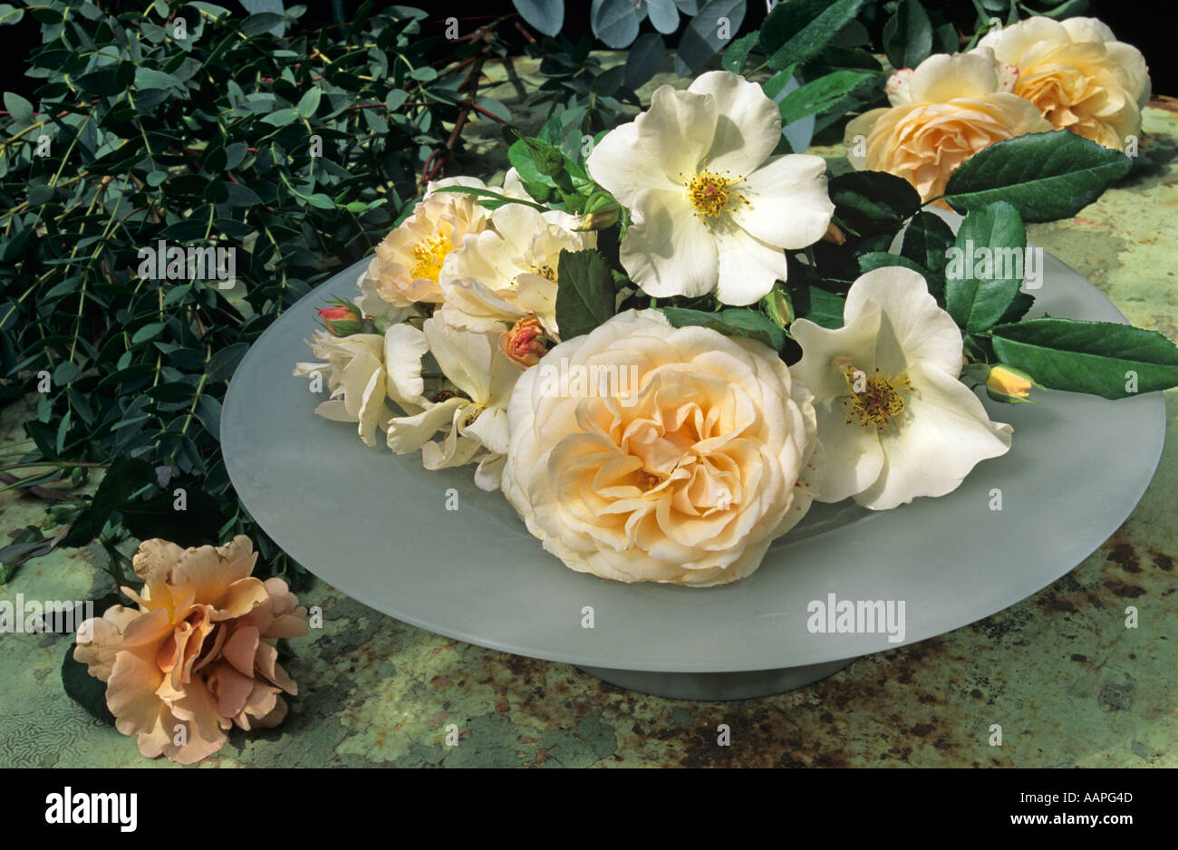 Apricot roses hires stock photography and images Alamy