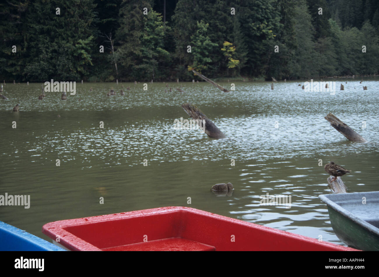 Lacu Rosu High Resolution Stock Photography And Images Alamy