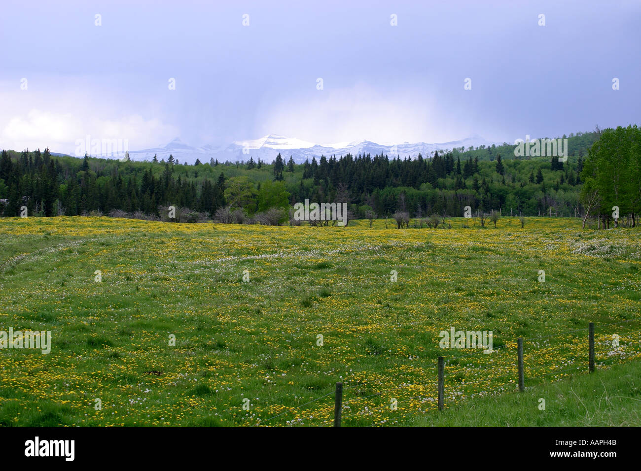 Livestock grazing in a field Stock Photo - Alamy