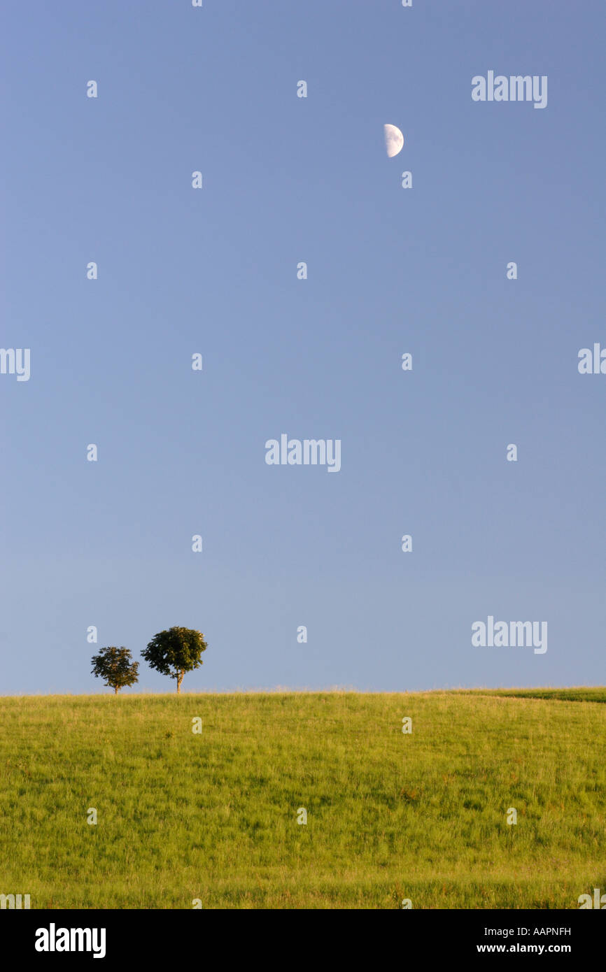 Two lonely trees Stock Photo - Alamy