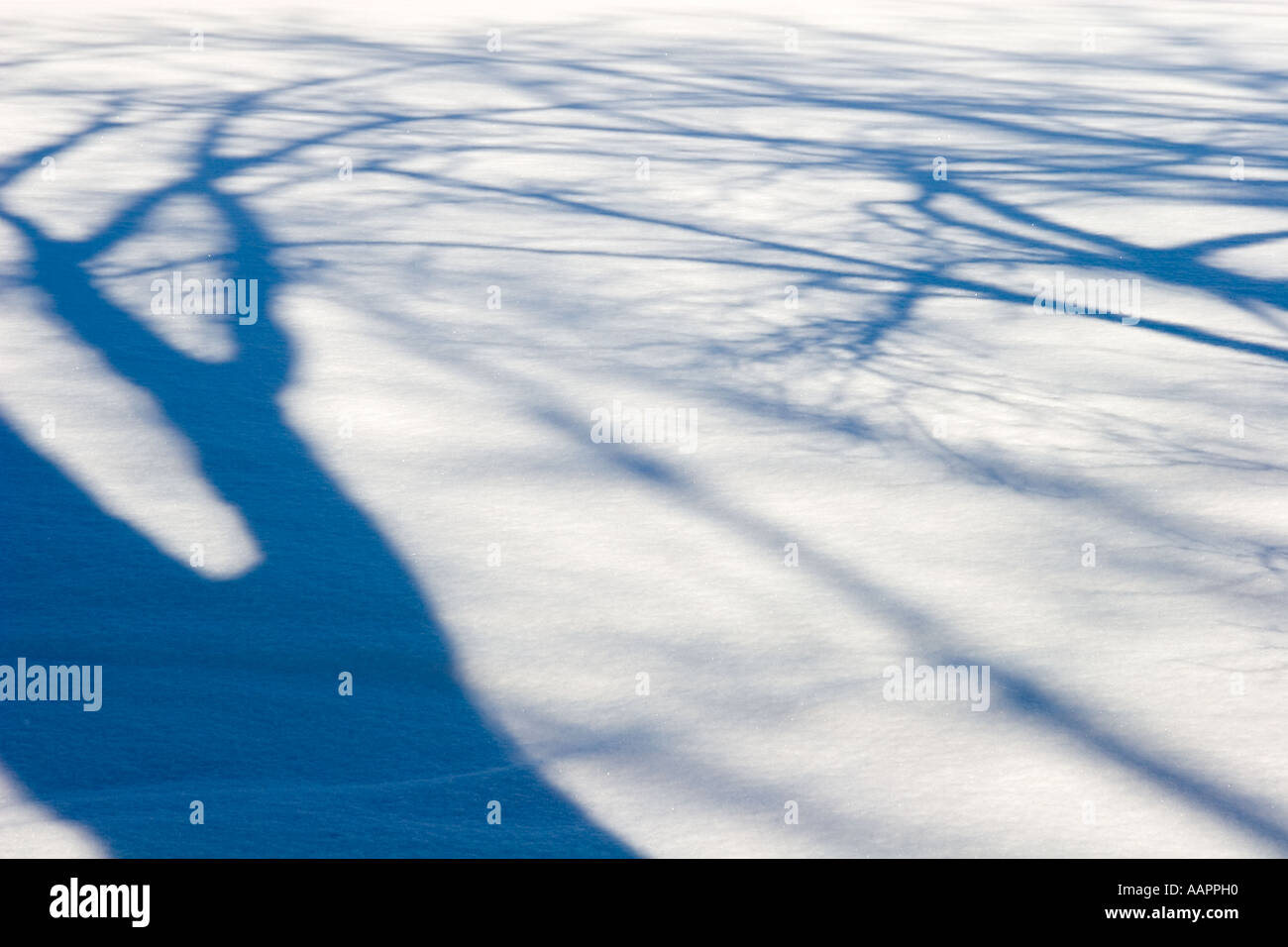 Tree shadows on snow Stock Photo - Alamy