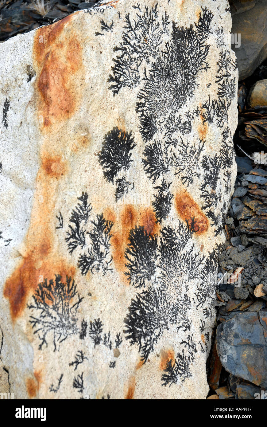 Fossil imprints hi-res stock photography and images - Alamy