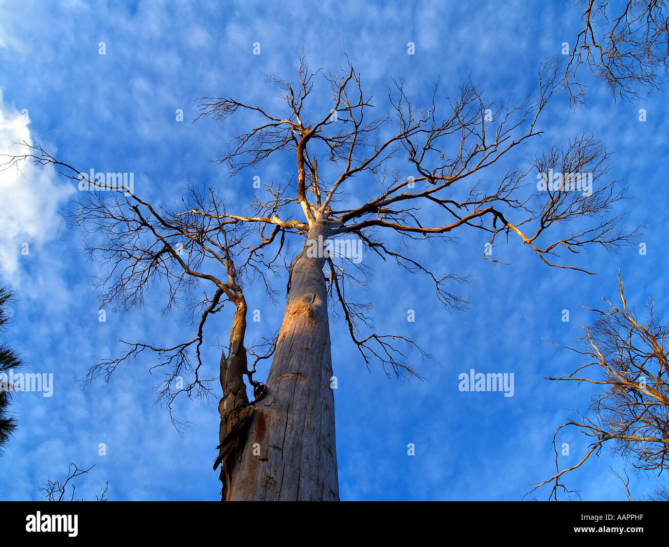 Large Tasmanian Gum Tree Stock Photo Alamy