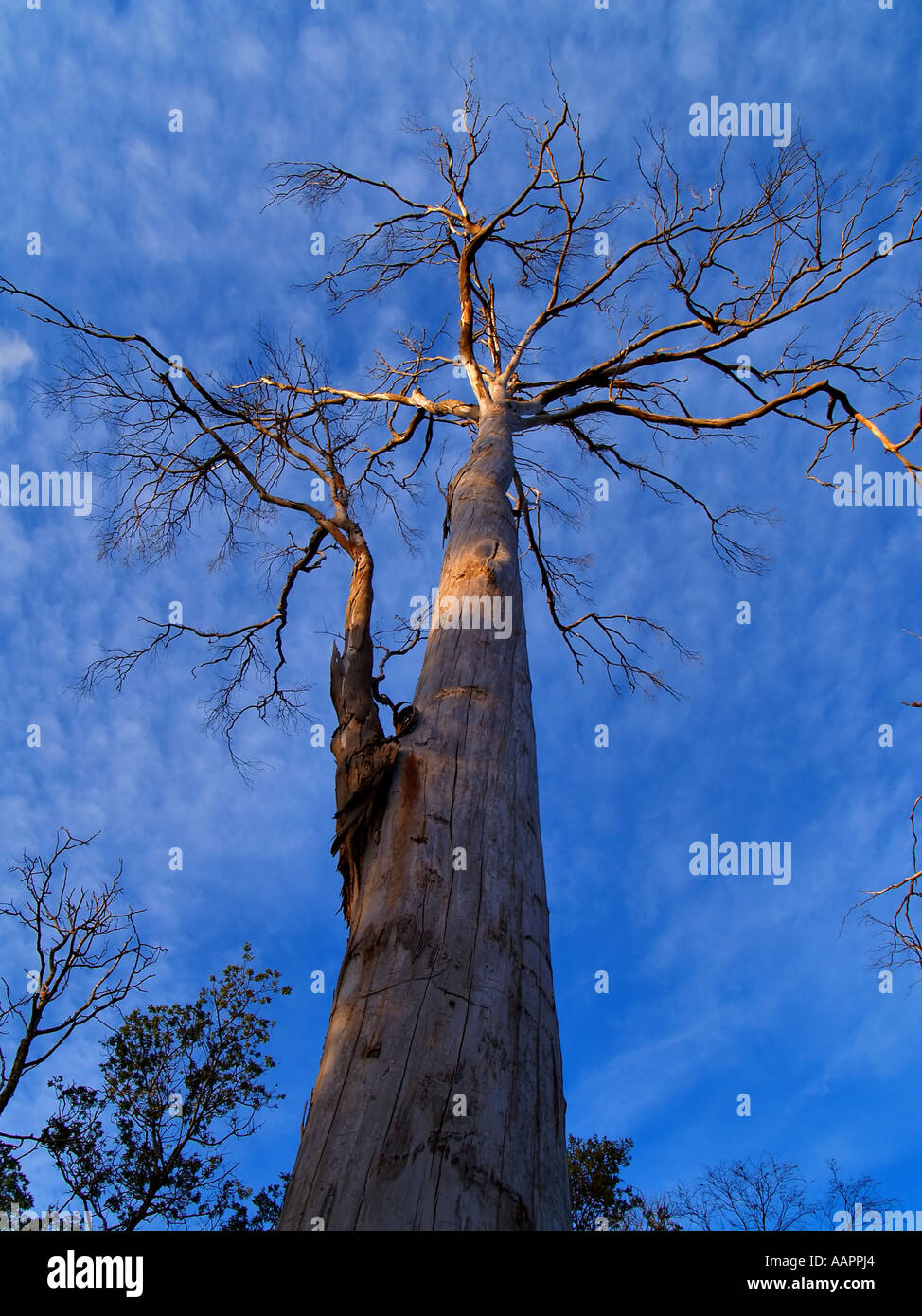Large Tasmanian Gum Tree Stock Photo Alamy