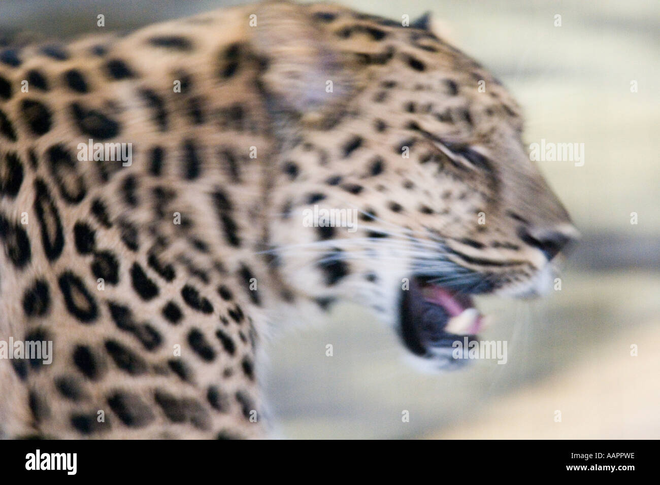 Leopard Panthera pardus action blur Stock Photo
