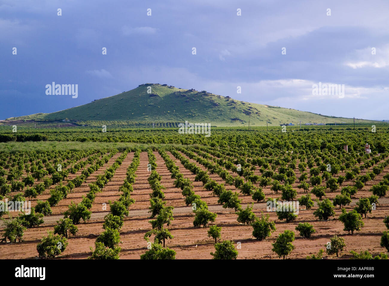 orange groves in the Central Valley California Stock Photo Alamy