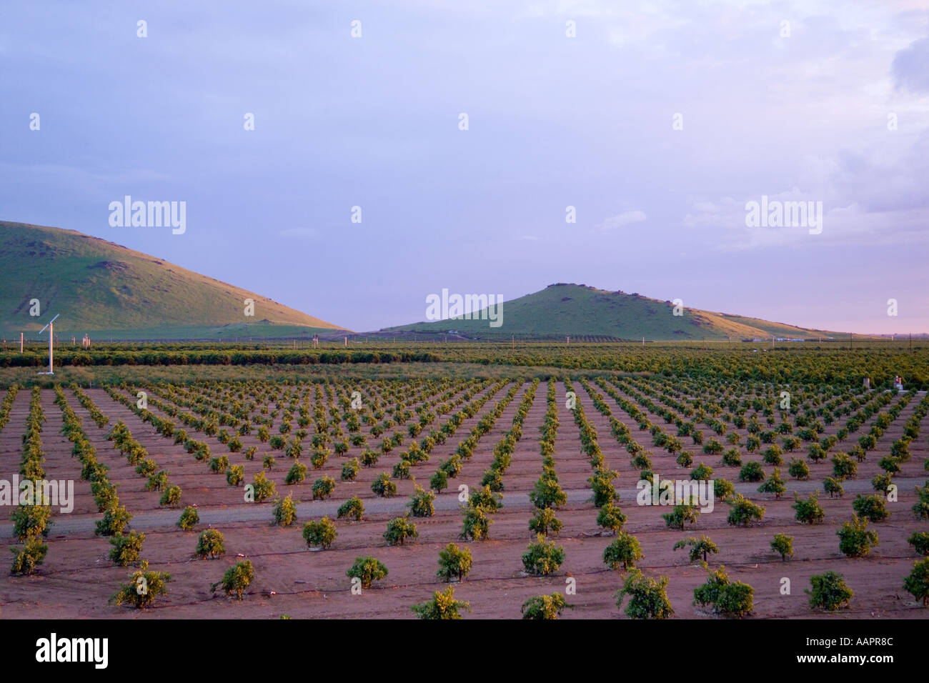 orange groves in the Central Valley California Stock Photo Alamy