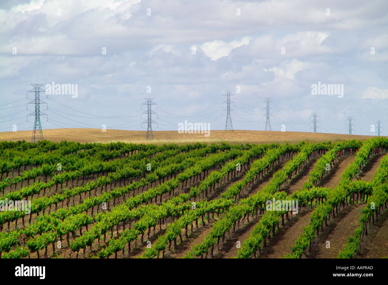 orange groves in the Central Valley California Stock Photo Alamy