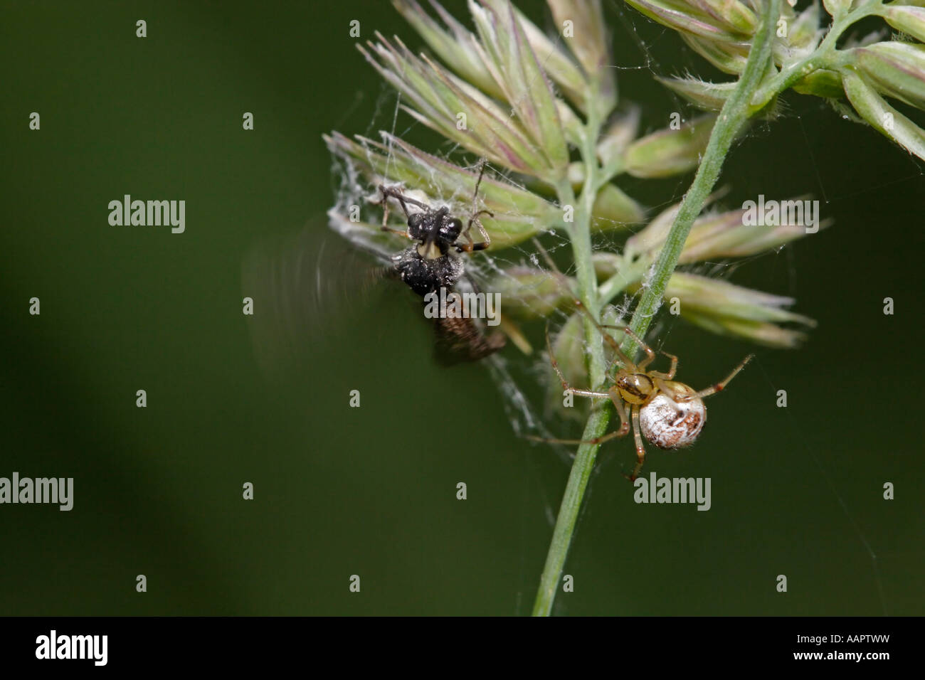 Spider catching wasp (Theridion impressum and sawfly) Stock Photo