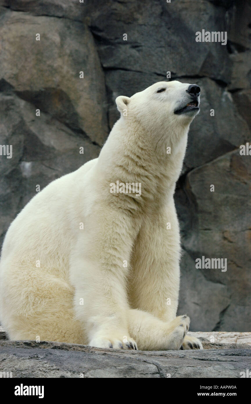 Alaska, Anchorage, Polar Bear, Alaska Zoo Stock Photo Alamy