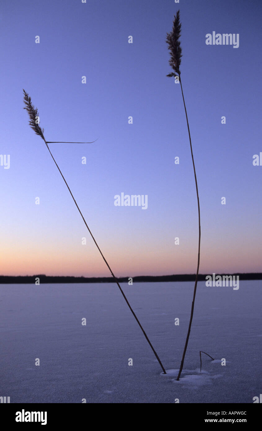 Reeds on Usmas lake in sunset light Latvia Stock Photo