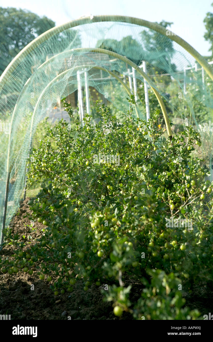 Gooseberries under netting in Allotment Stock Photo
