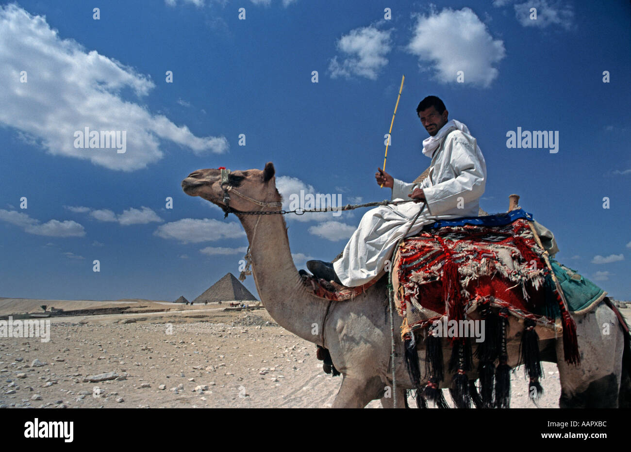 Camel rider at Giza Menkaure Pyramid in the background Egypt Stock ...