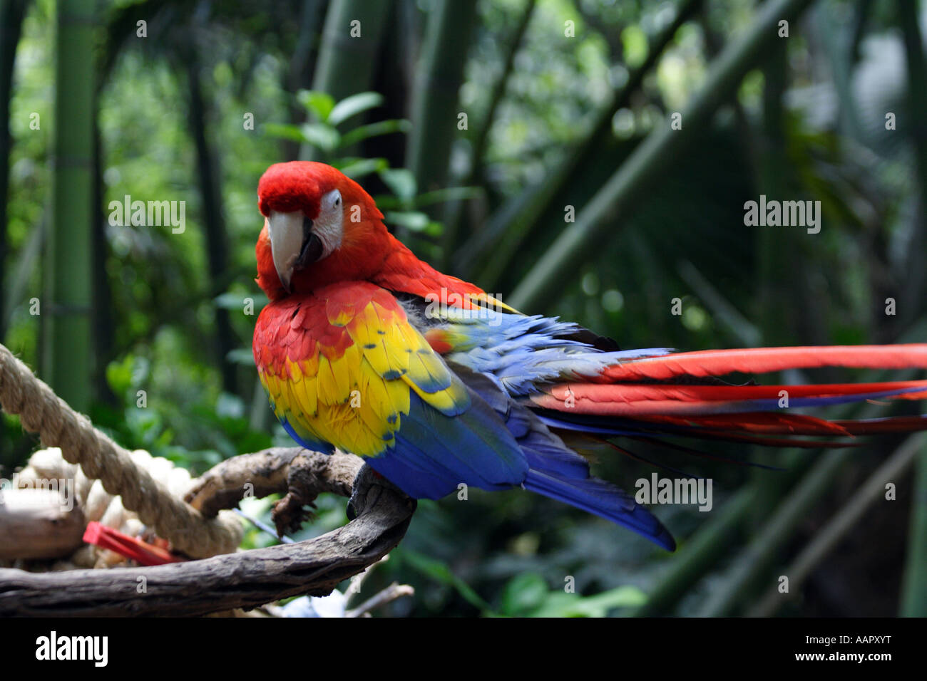 Scarlet Macaw (Ara macao) Stock Photo