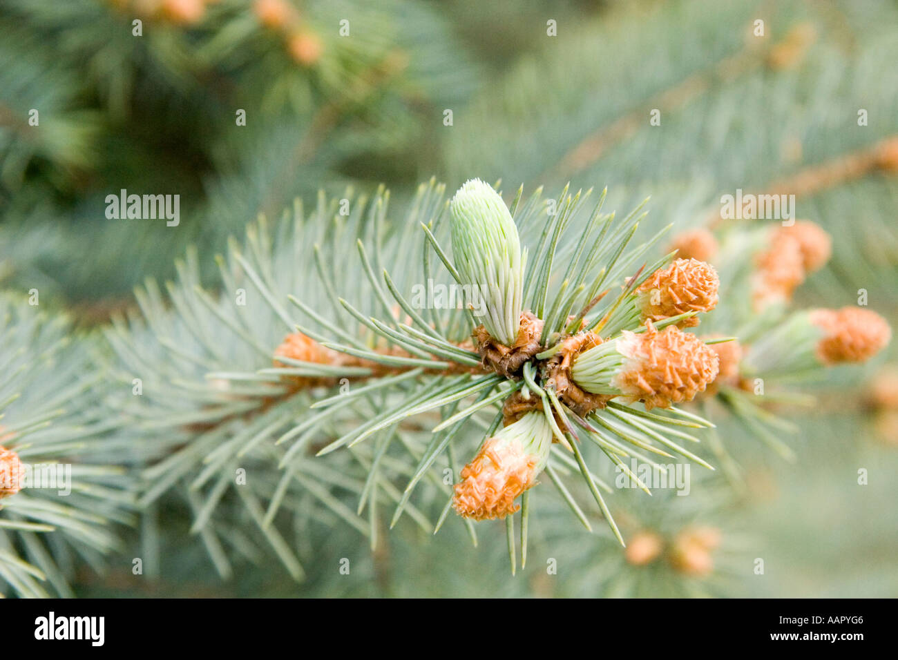 Blue spruce Picea pungens new growth in spring Stock Photo