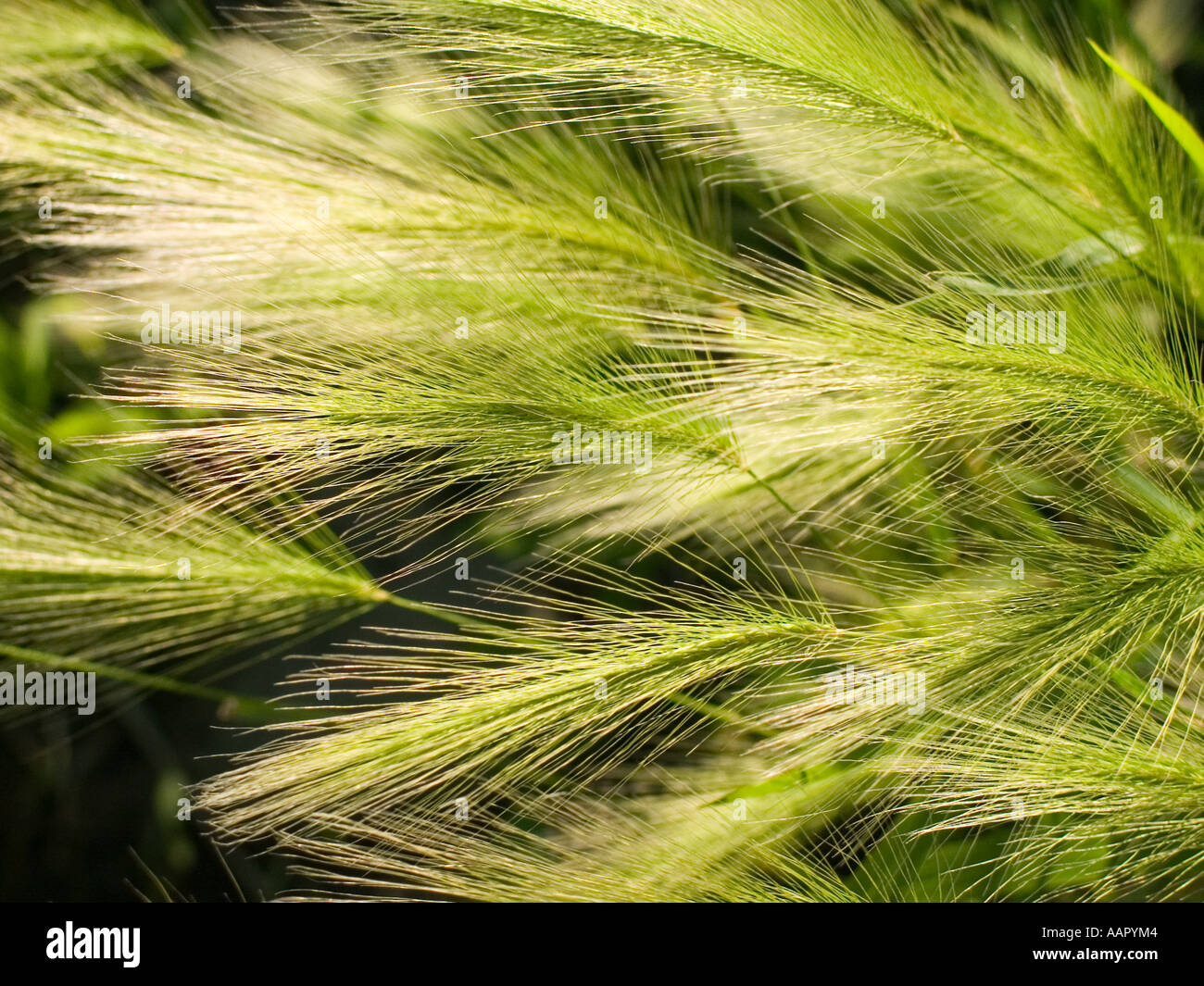 Squirrel tail grass Hordeum jubatum Minnesota Stock Photo