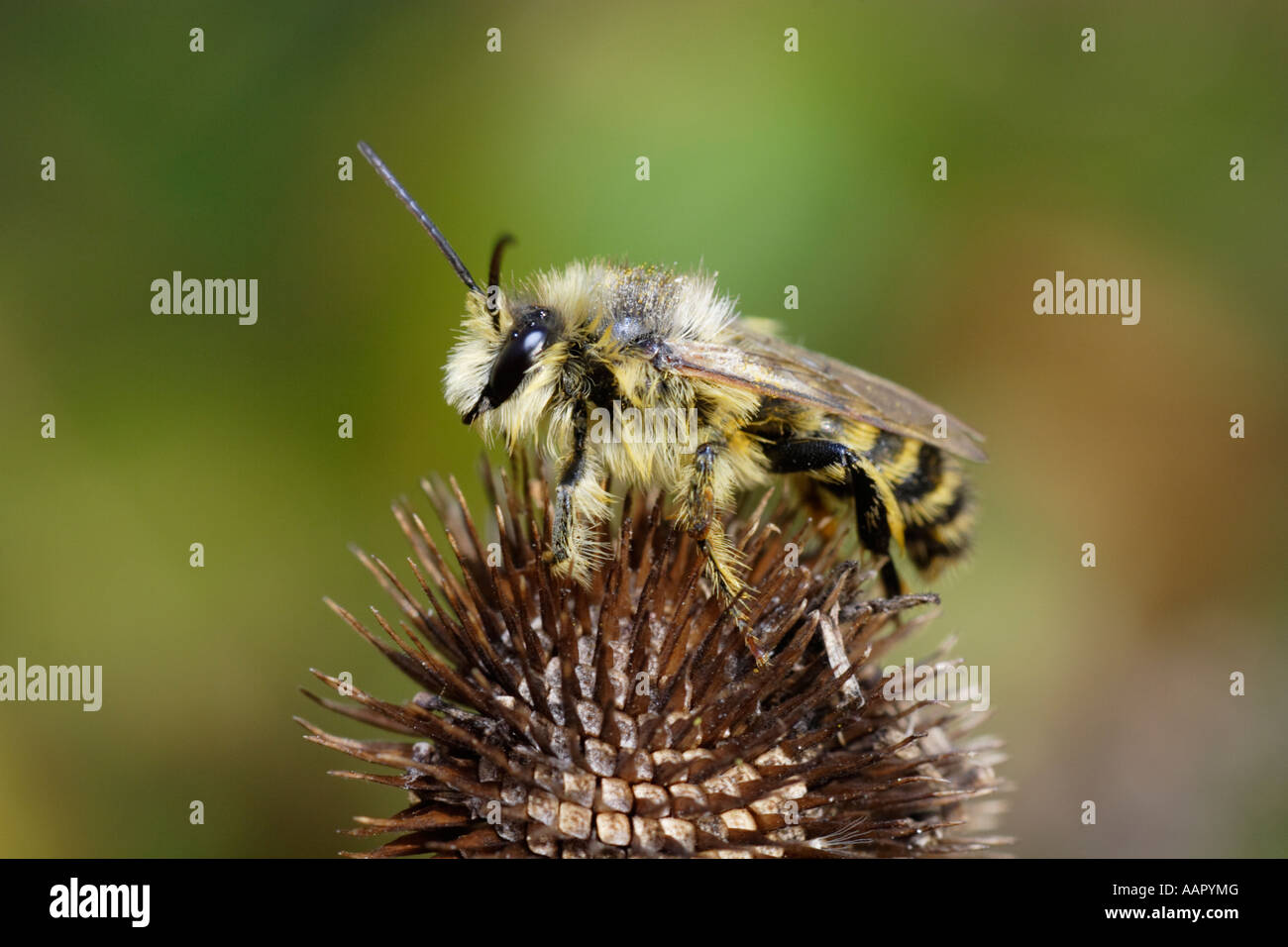 Dasypoda hirtipes, a drone of this solitary bee species Stock Photo