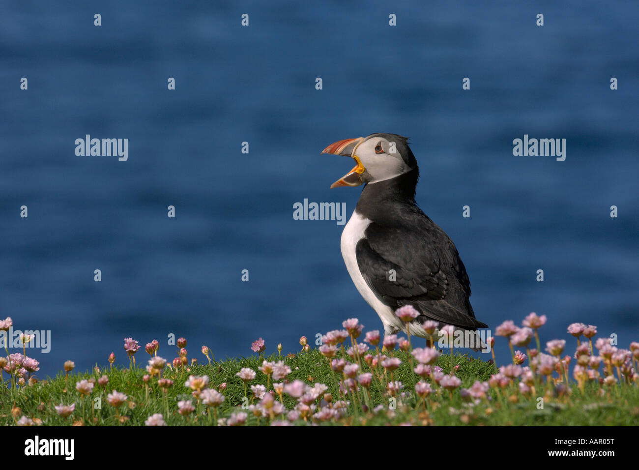 Atlantic puffin Fratercula arctica summer adult and thrift Armeria maritima Isle of Lunga Scotland June Stock Photo