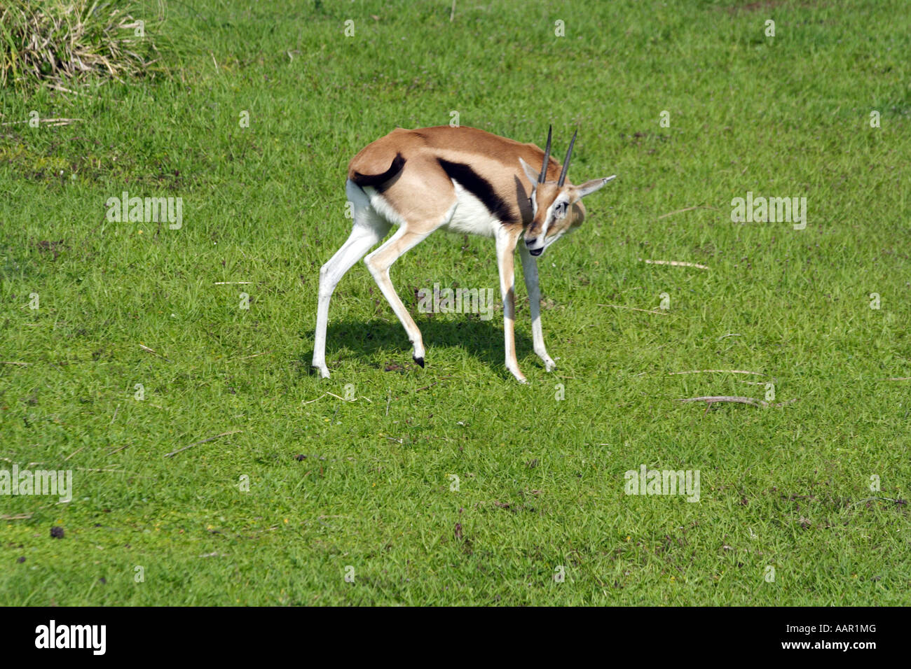 Thomson's Gazelle (Gazella thomsoni Stock Photo - Alamy
