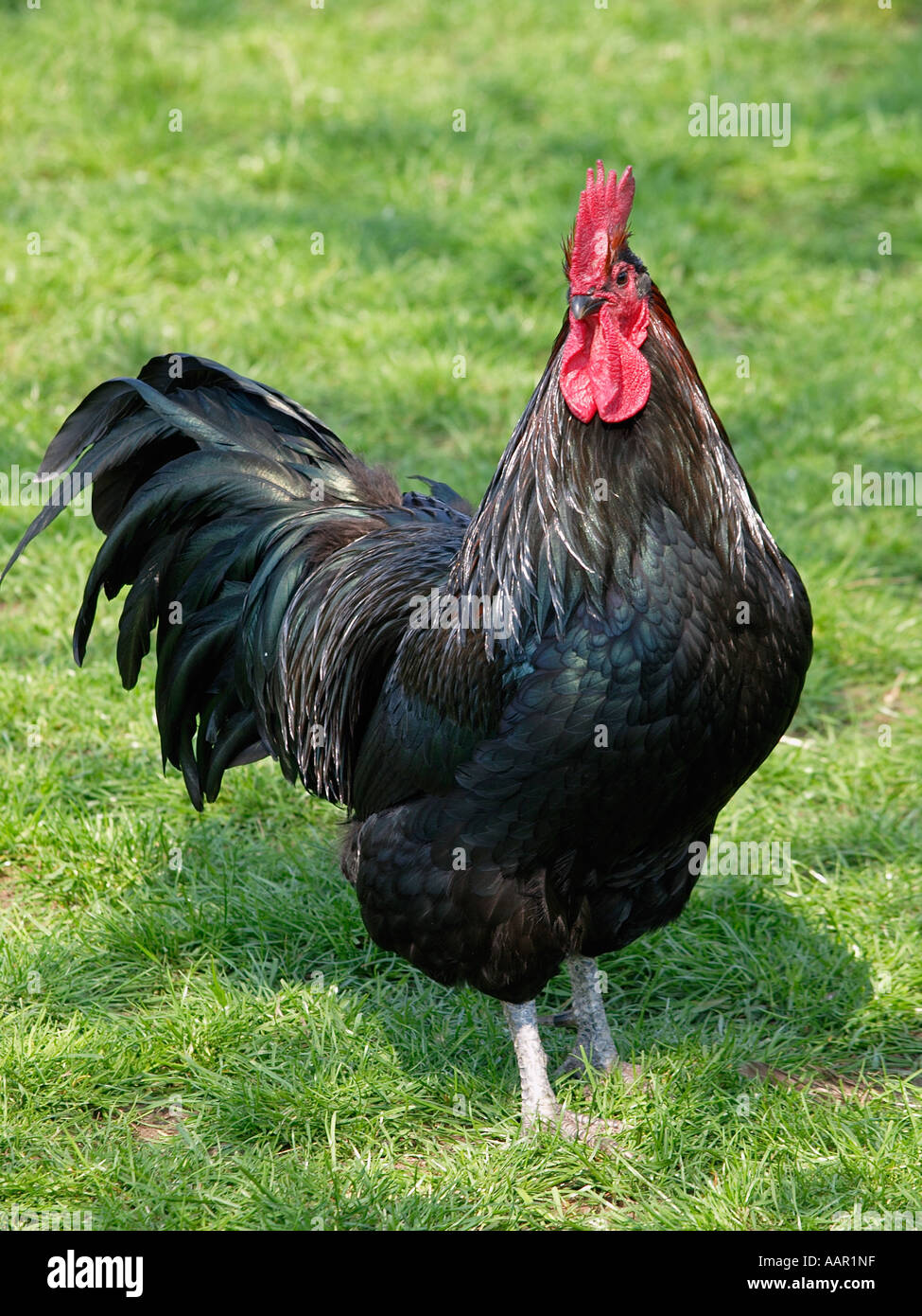Big Black Rooster Big Black Rooster