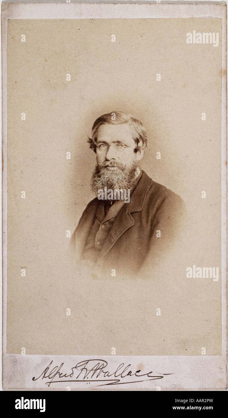 Alfred Russel Wallace 1823 1913 Stock Photo