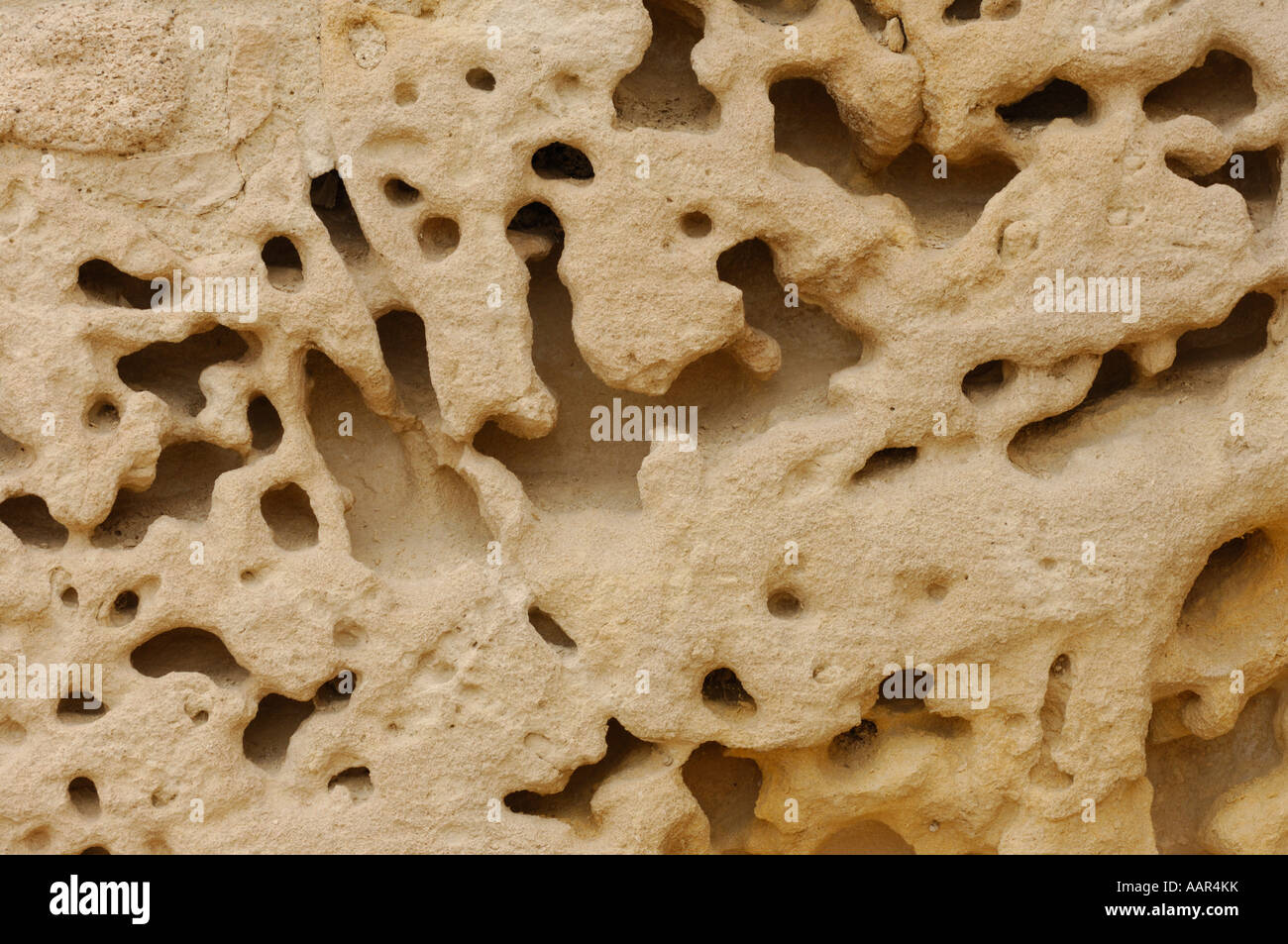 Sandstone rock pores Stock Photo