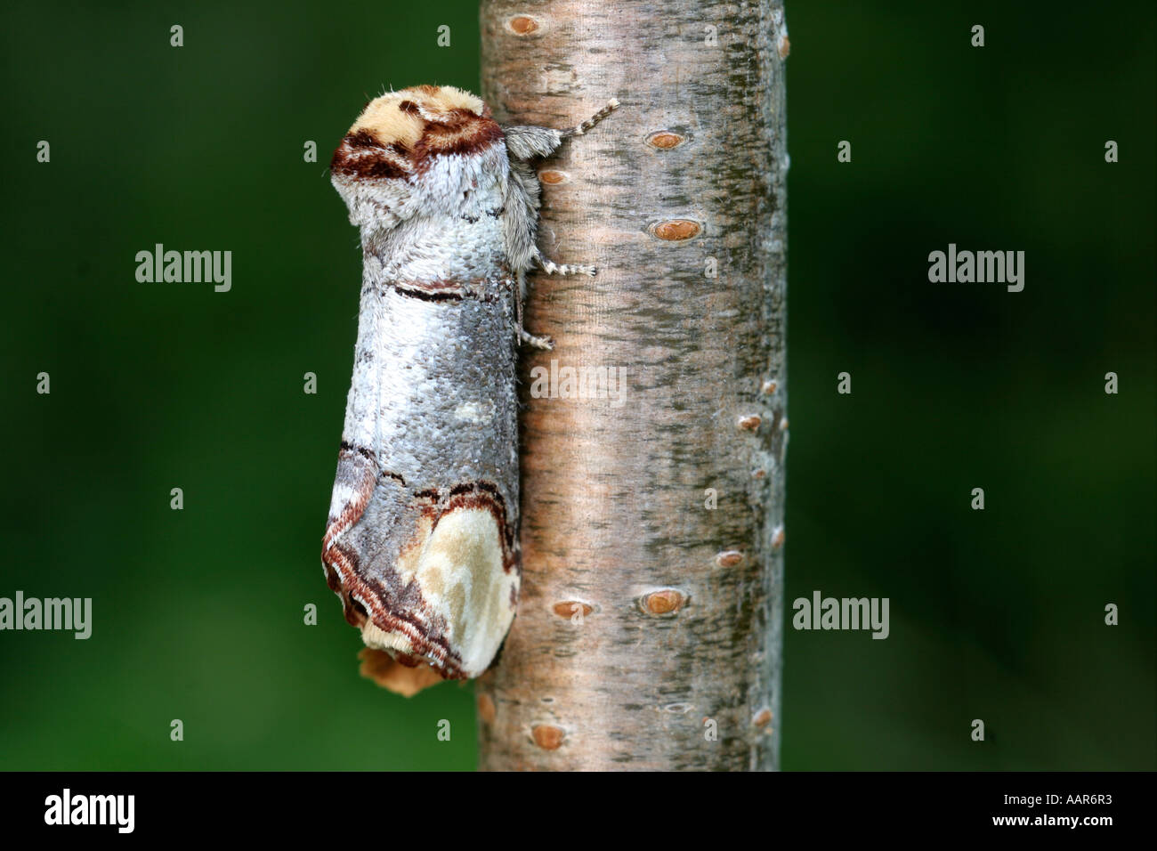 Buff tip Phalera bucephala moth on twig Stock Photo