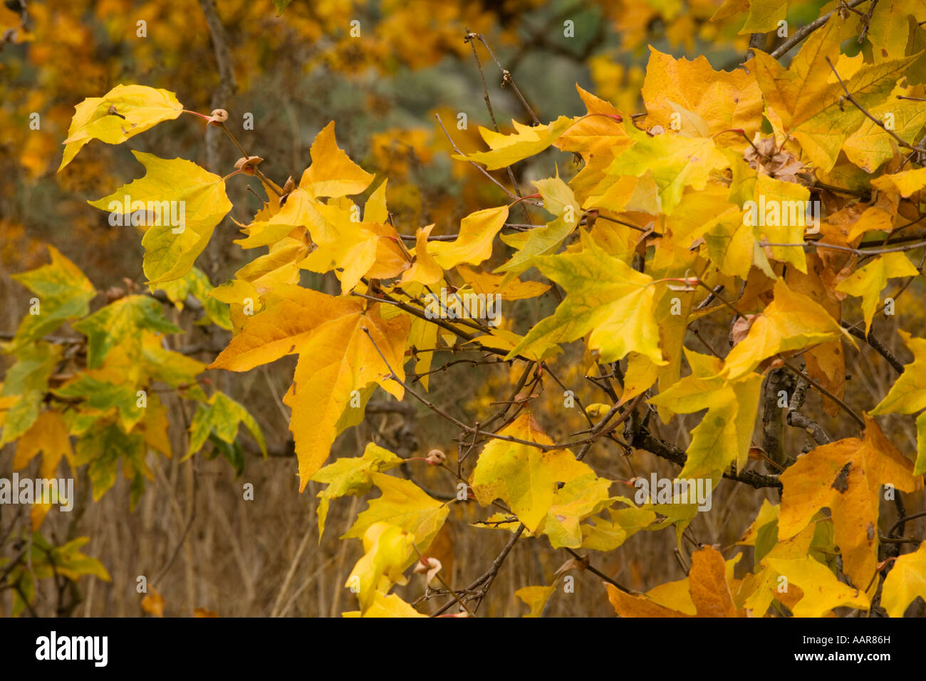 SYCAMORE TREES Platanus occidentalis turn yellow during AUTUMN in GARLAND REGIONAL PARK CARMEL