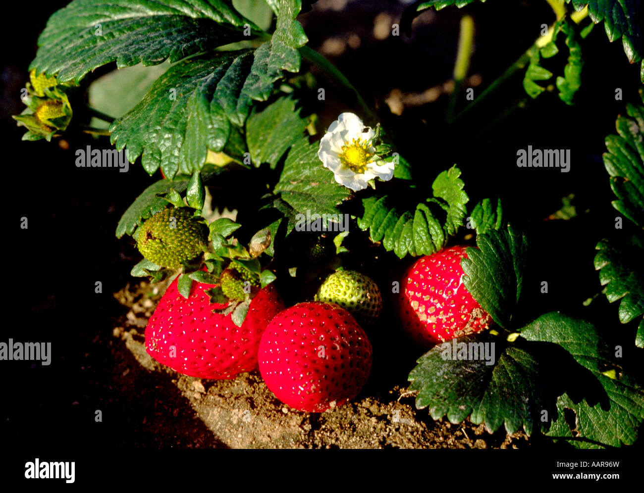 Close up of STRAWBERRIES growing in the fields SALINAS VALLEY ...