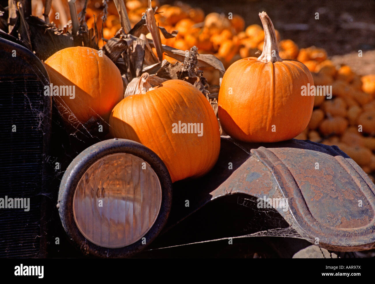PUMPKINS displayed on VINTAGE FORD truck fender CARMEL VALLEY CALIFORNIA Stock Photo