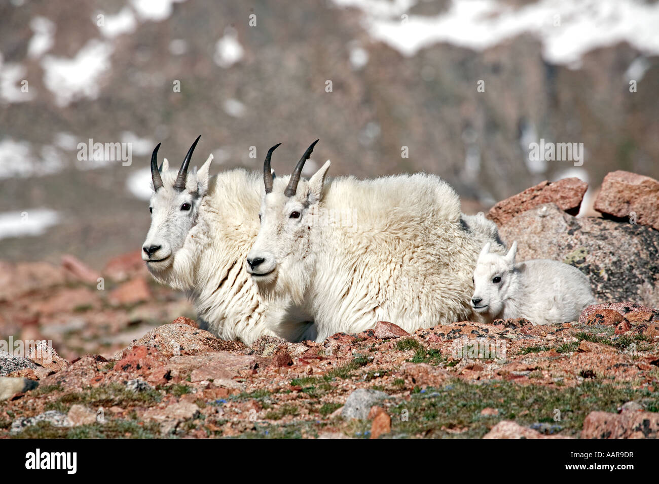 Mountain Goat Kid Stock Photo Alamy