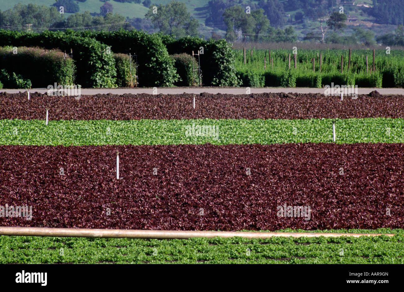 Baby red green curly leaf lettuce alternate in rows Watsonville California Stock Photo