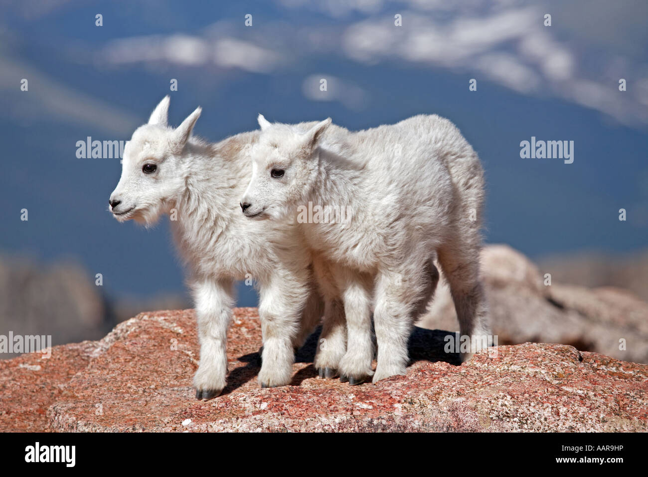 Mountain Goat Kids Stock Photo - Alamy