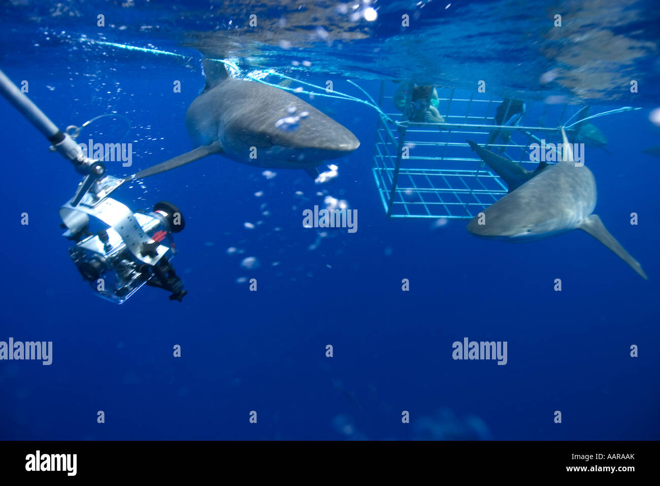 Remote underwater video camera records cage diving with Galapagos