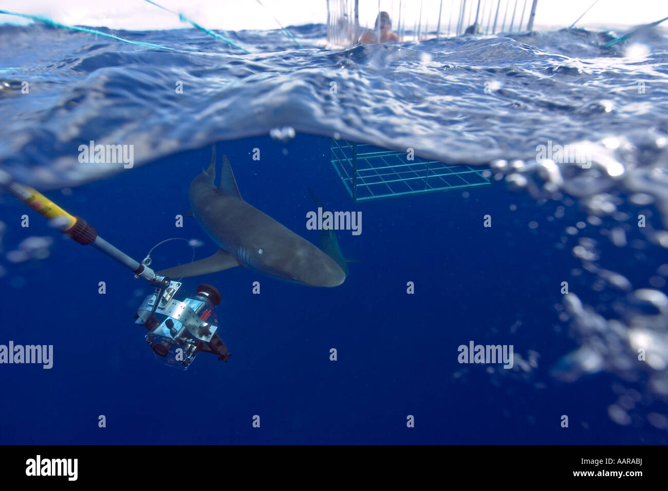 Remote underwater video camera records cage diving with Galapagos