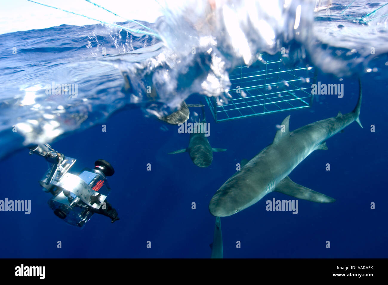 Remote underwater video camera records cage diving with Galapagos