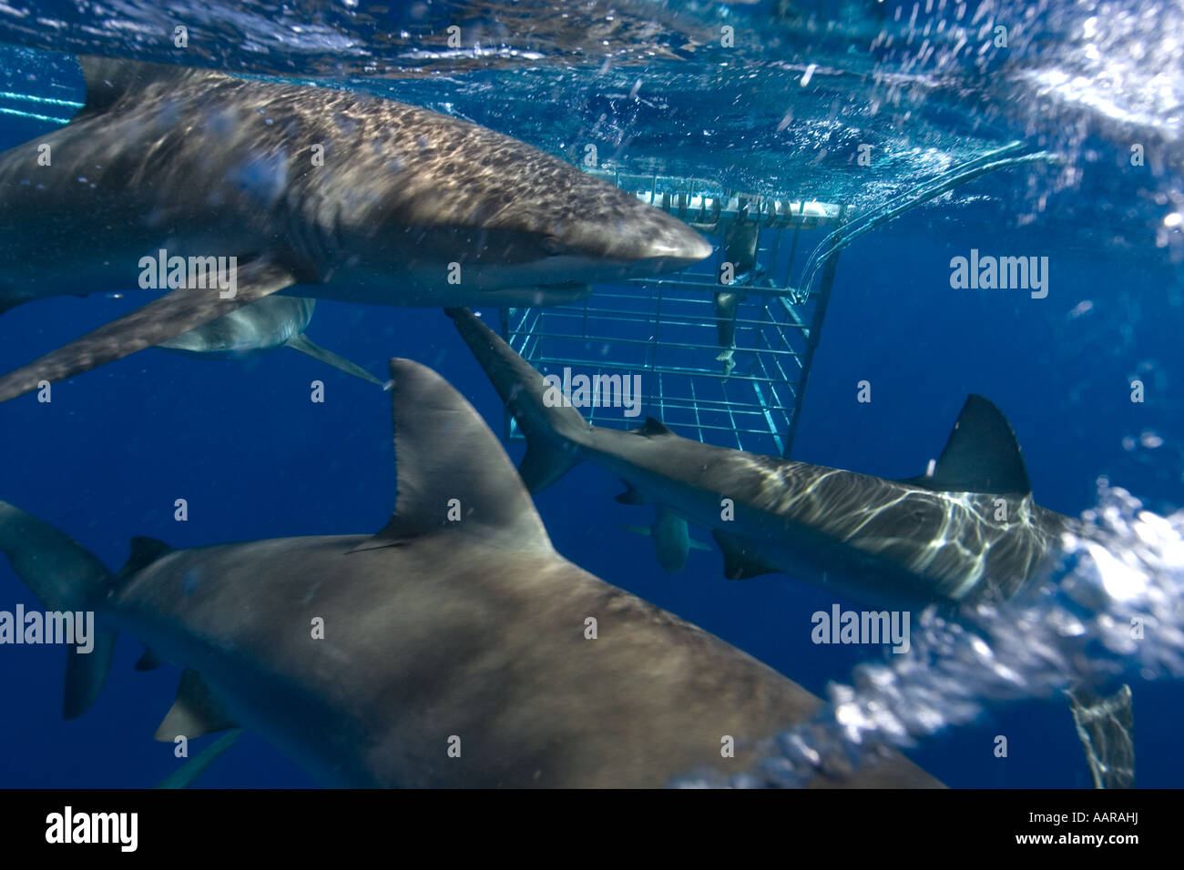 Thrill seekers experience cage diving with Galapagos sharks