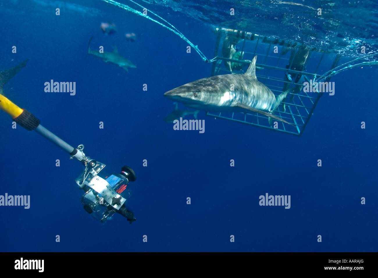 Remote underwater video camera records cage diving with Galapagos