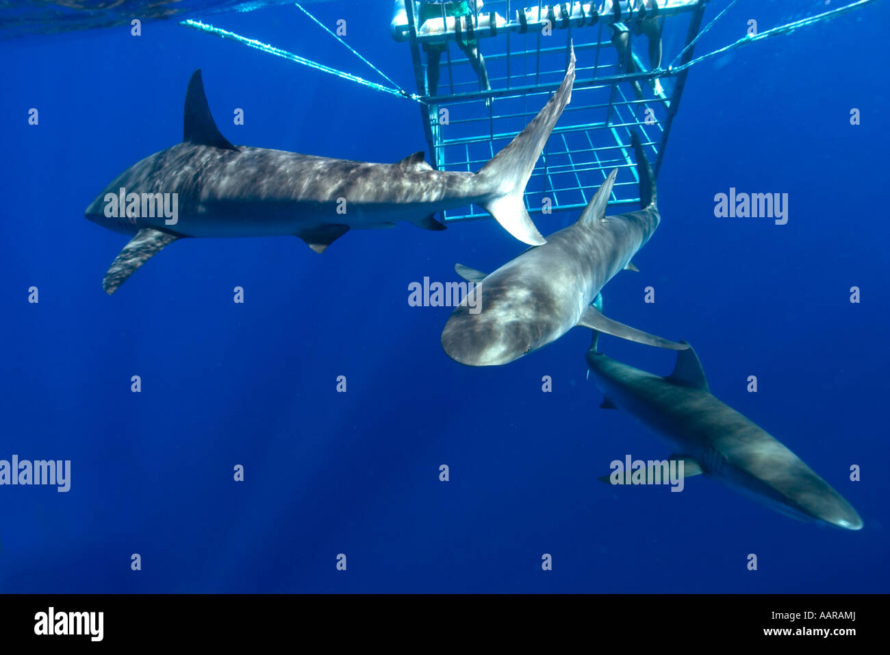 Thrill seekers experience cage diving with Galapagos sharks